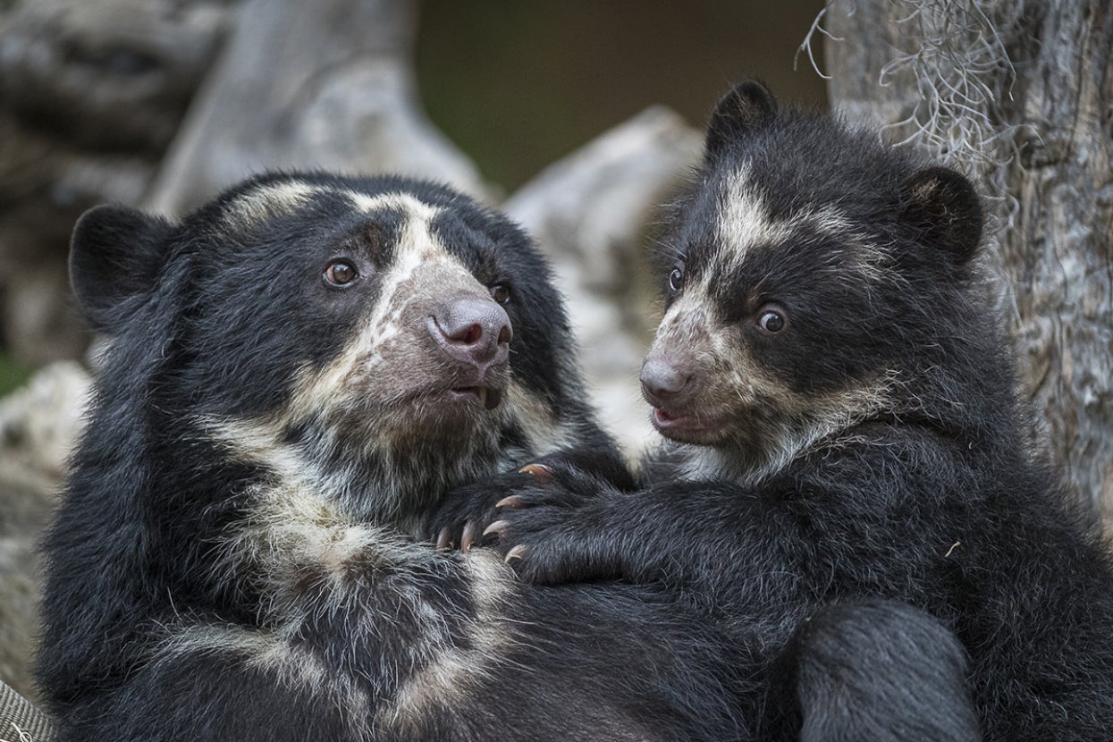 Andean bear mother with cub