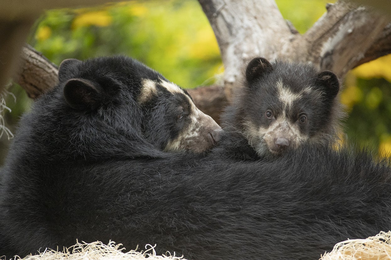 Andean bear mother and cub