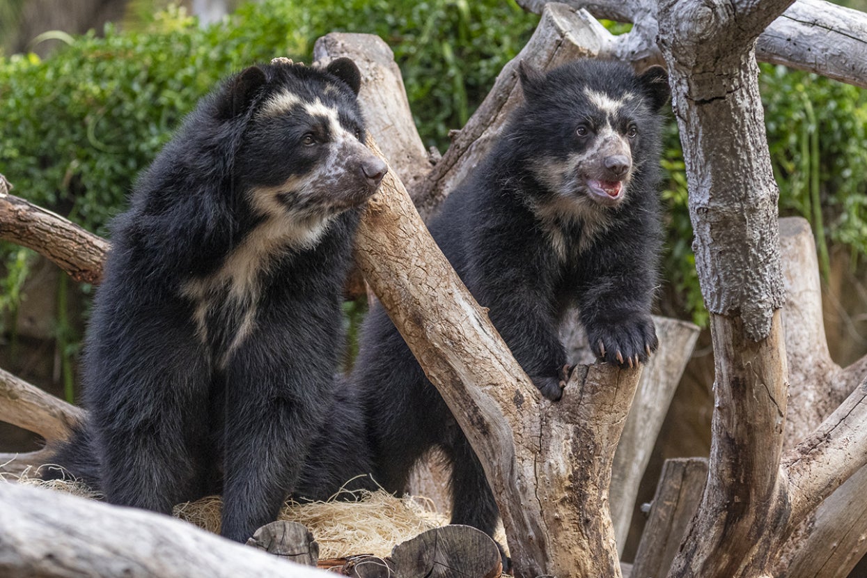 Two Andean bears in tree