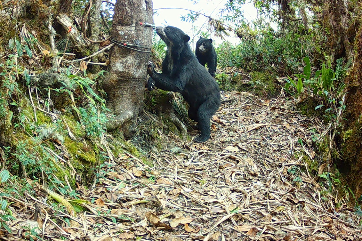 Andean bear examining hair collection device