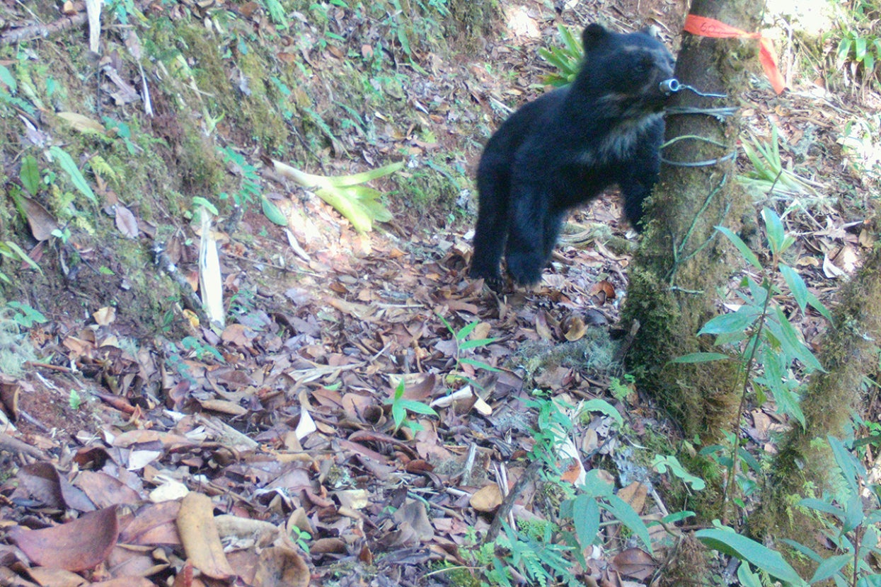 Andean bear examines hair collection device