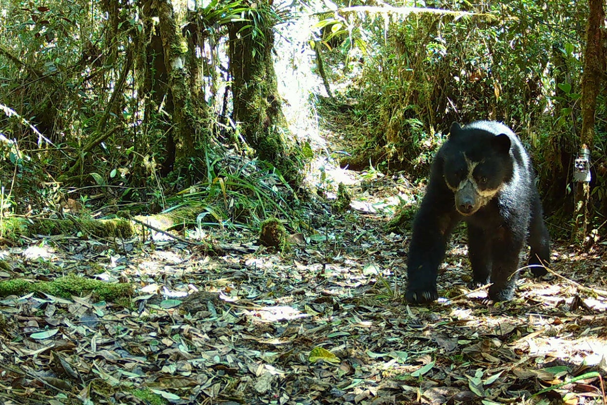 Andean bear photo from trail camera