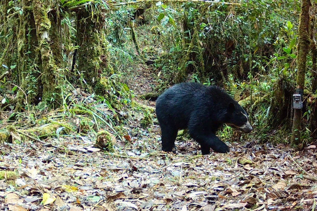 Andean bear photo from trail camera