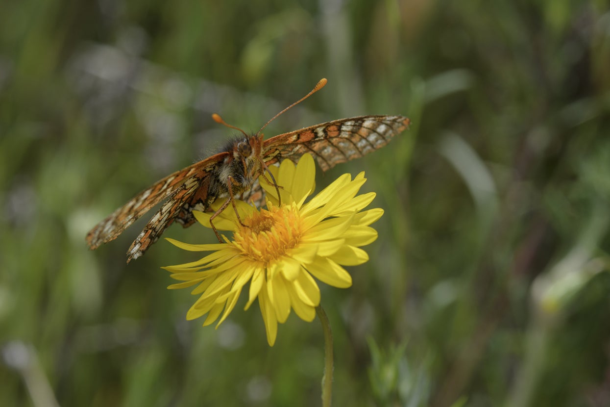 Quino checkerspot butterfly on flower