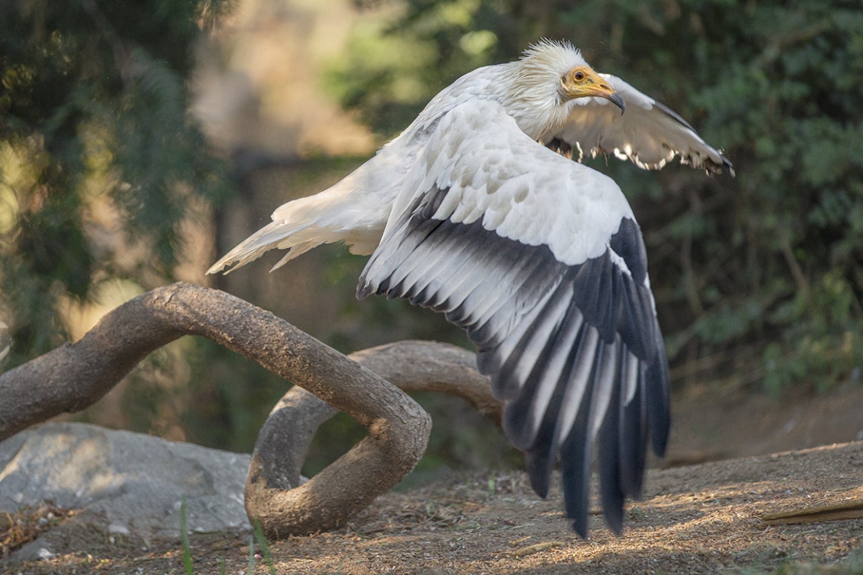 Egyptian vulture taking off