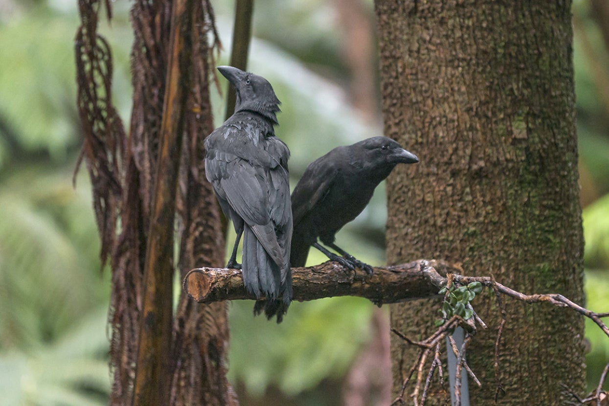 Two alala birds on a tree branch