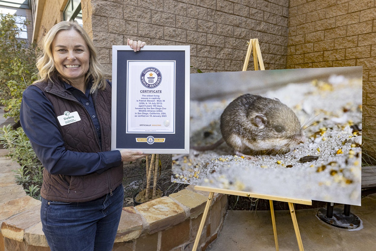 Guinness record