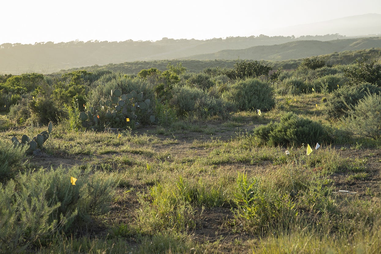 Coastal sage scrub