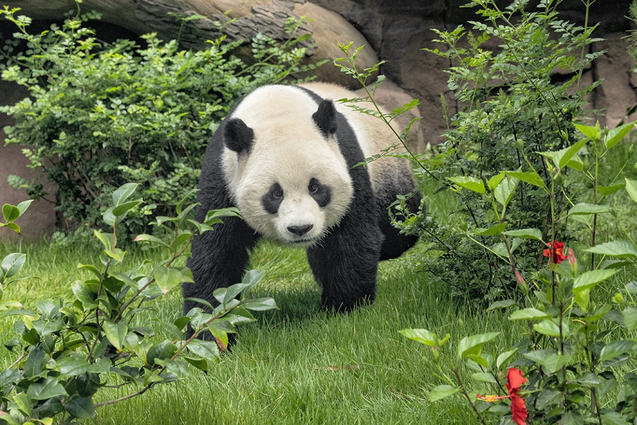Giant panda