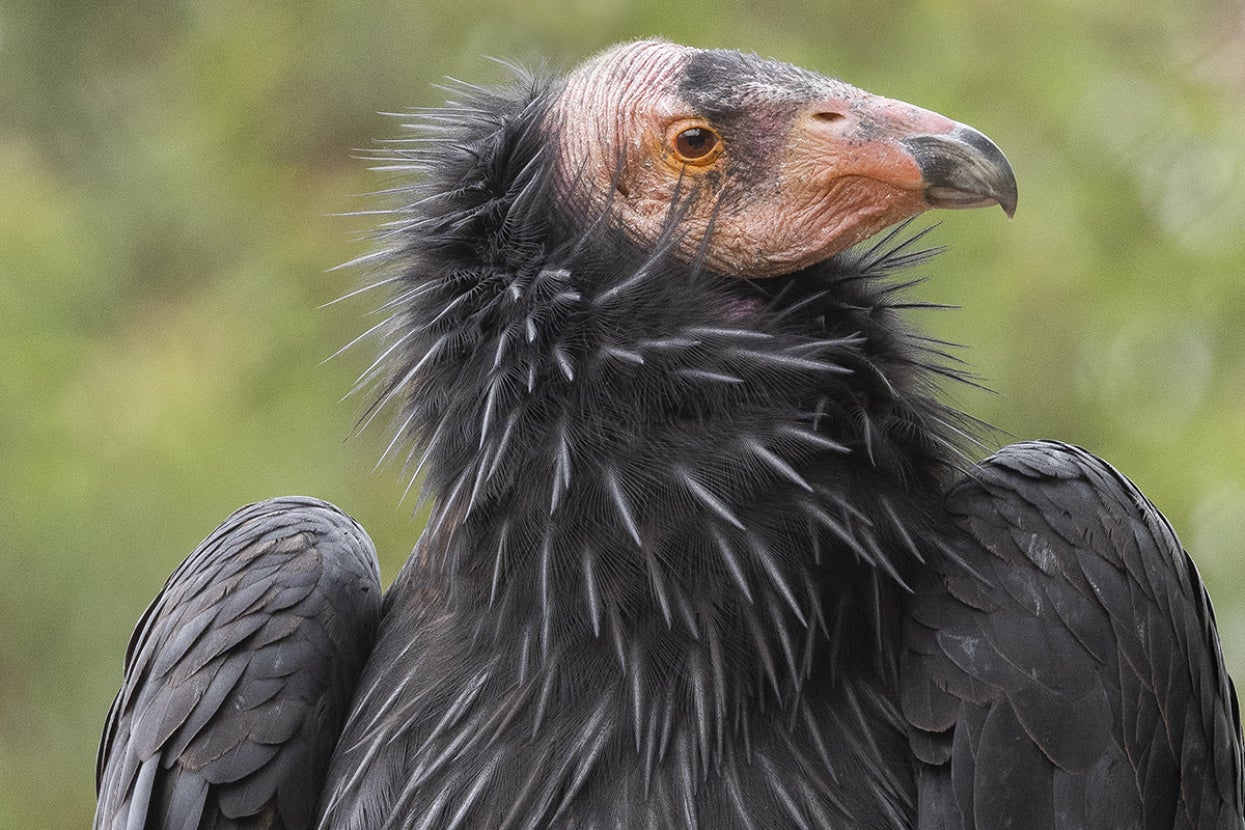 California condor closeup
