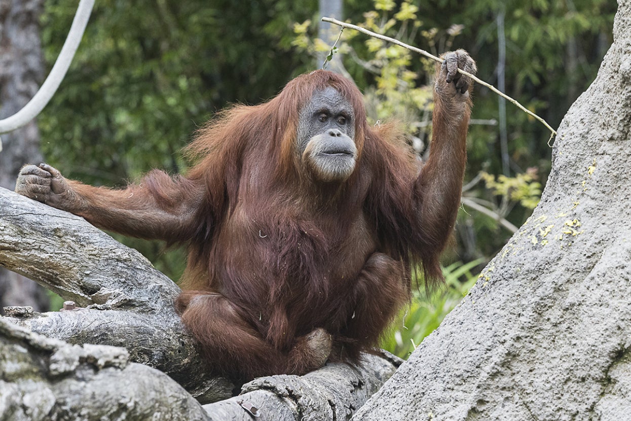 Karen the orangutan