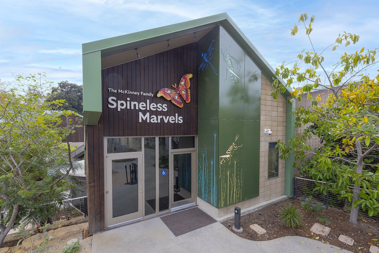 Spineless Marvels habitat