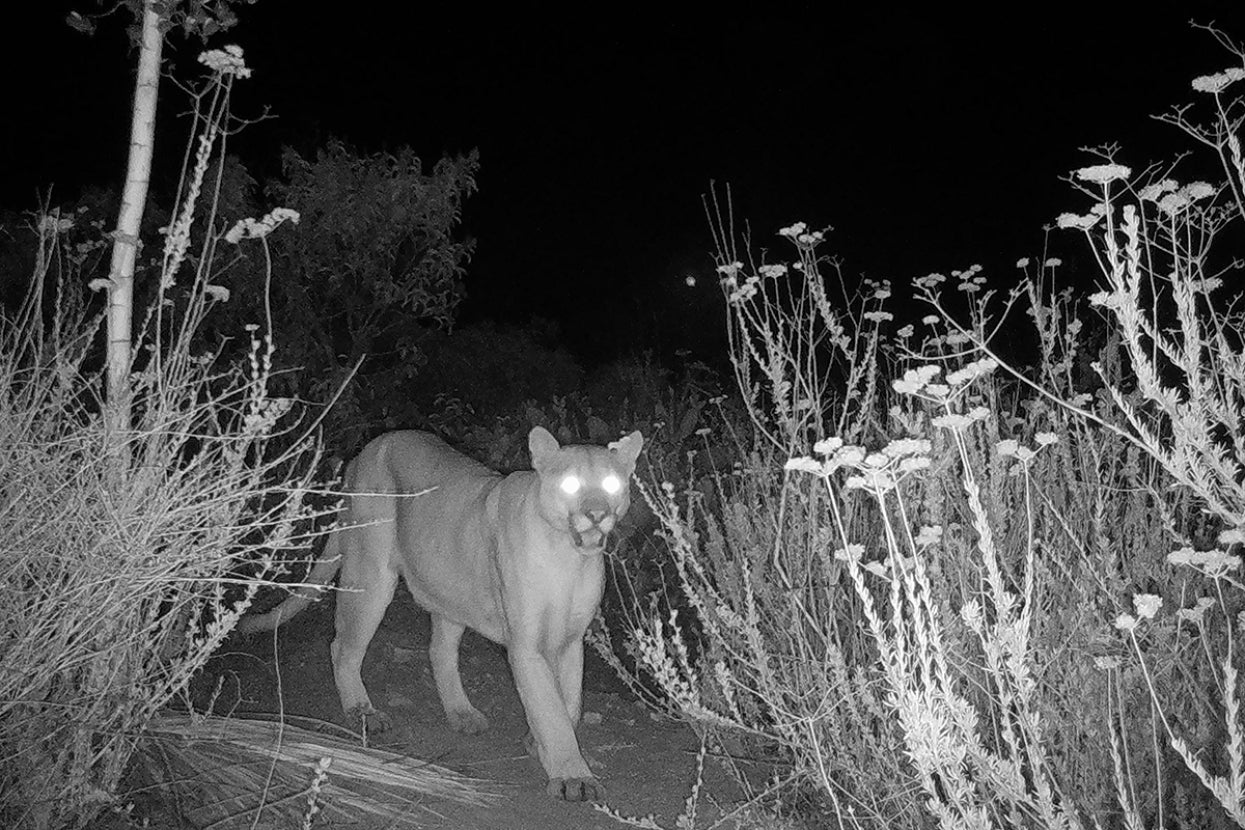 mountain lion at night in biodiversity reserve