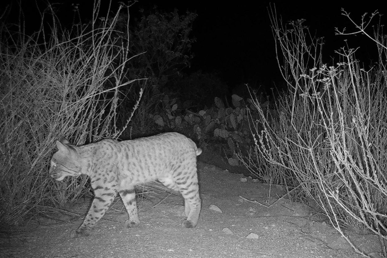 bobcat at night on trail camera 