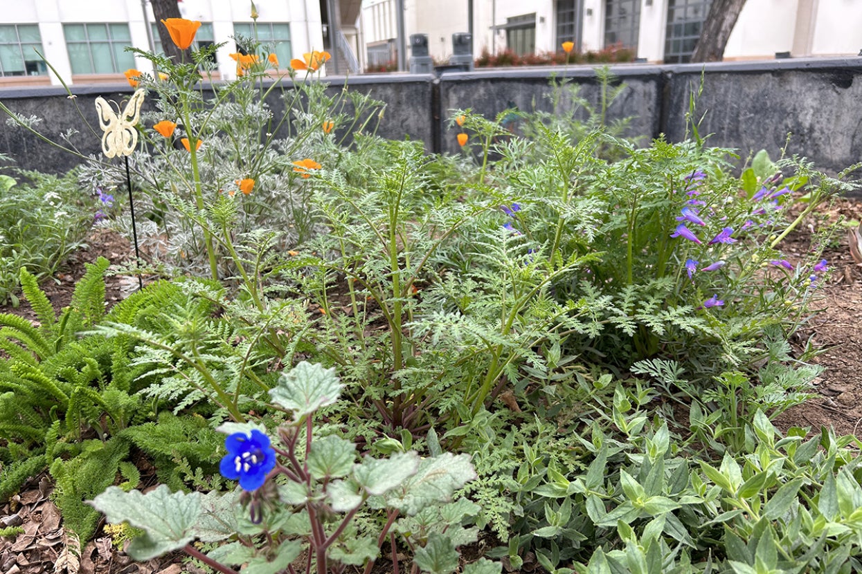 Blooming native plant garden