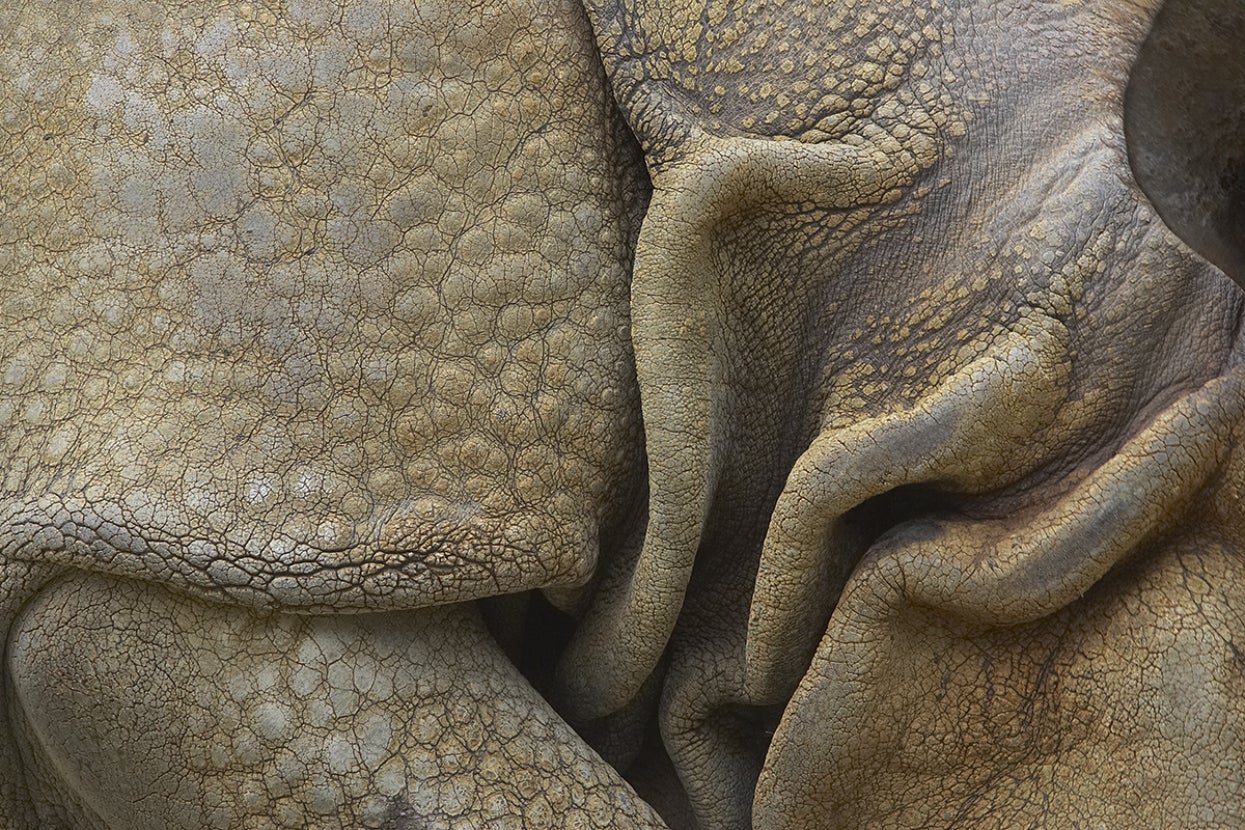 Close-up image of a rhino's skin