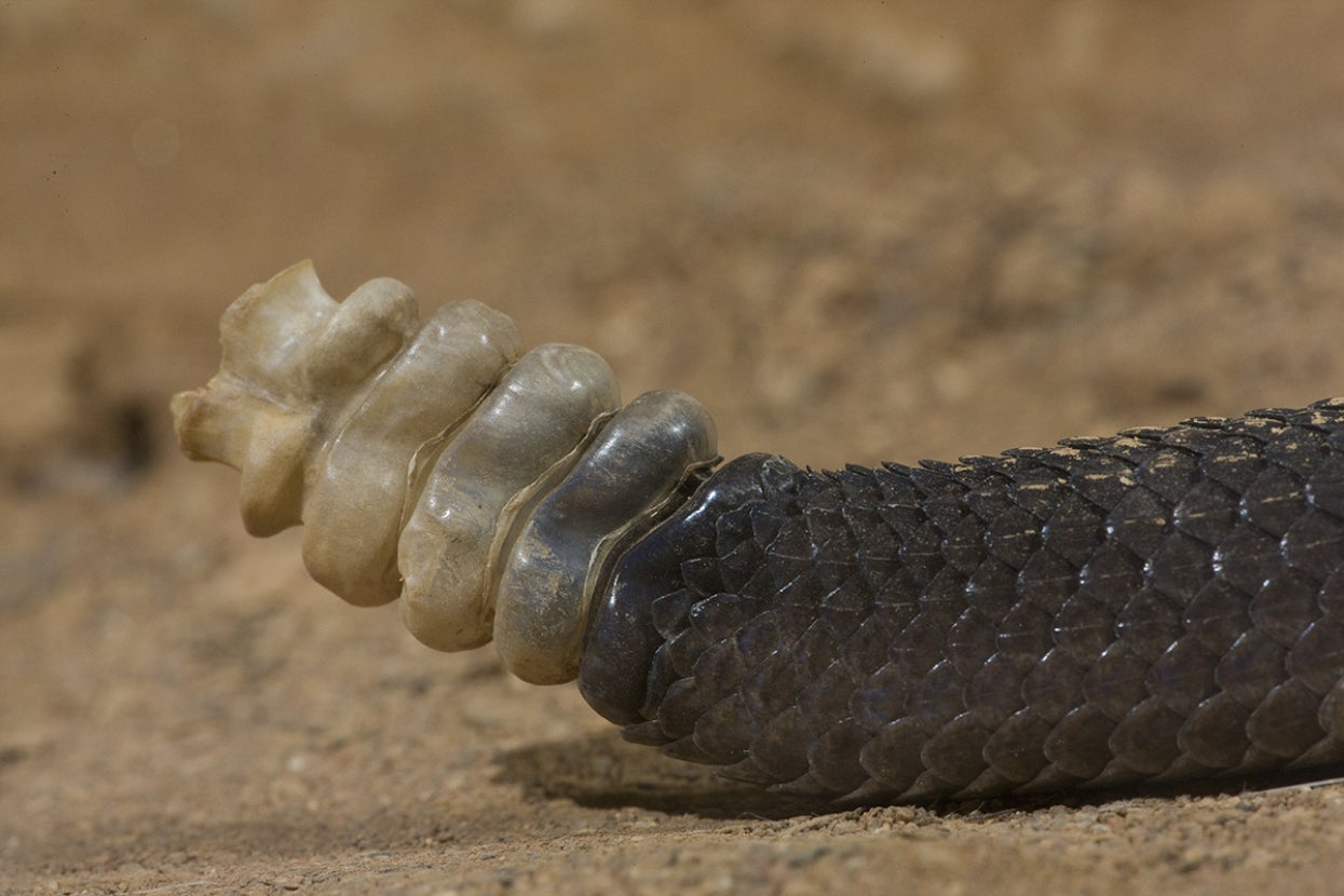 Rattlesnake rattle