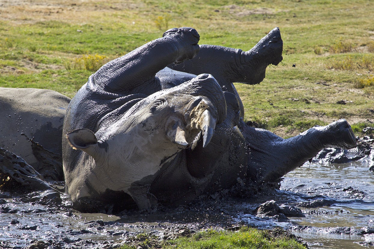 Southern white rhino wallowing in mud