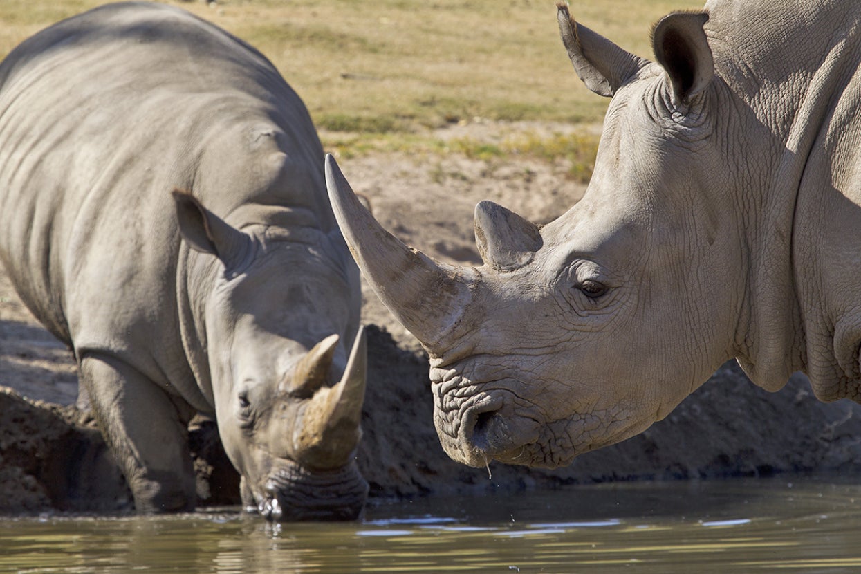 Two rhinos together at watering hole