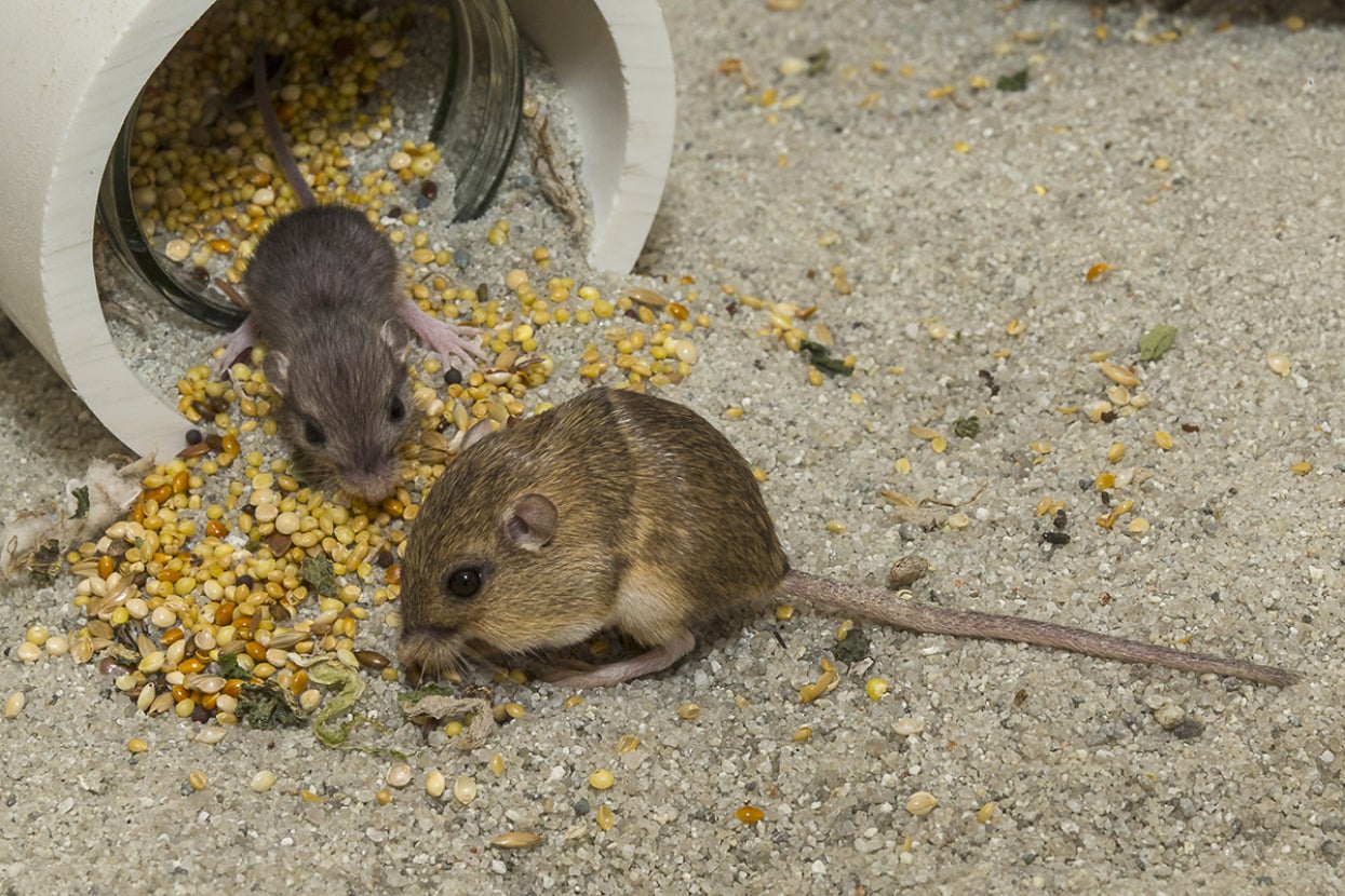 Pacific pocket mice