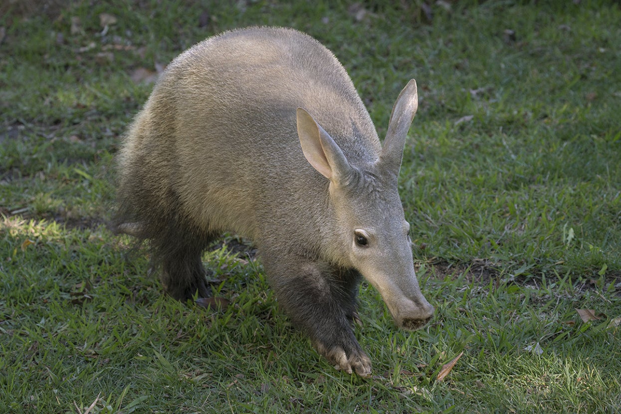 Adult aardvark