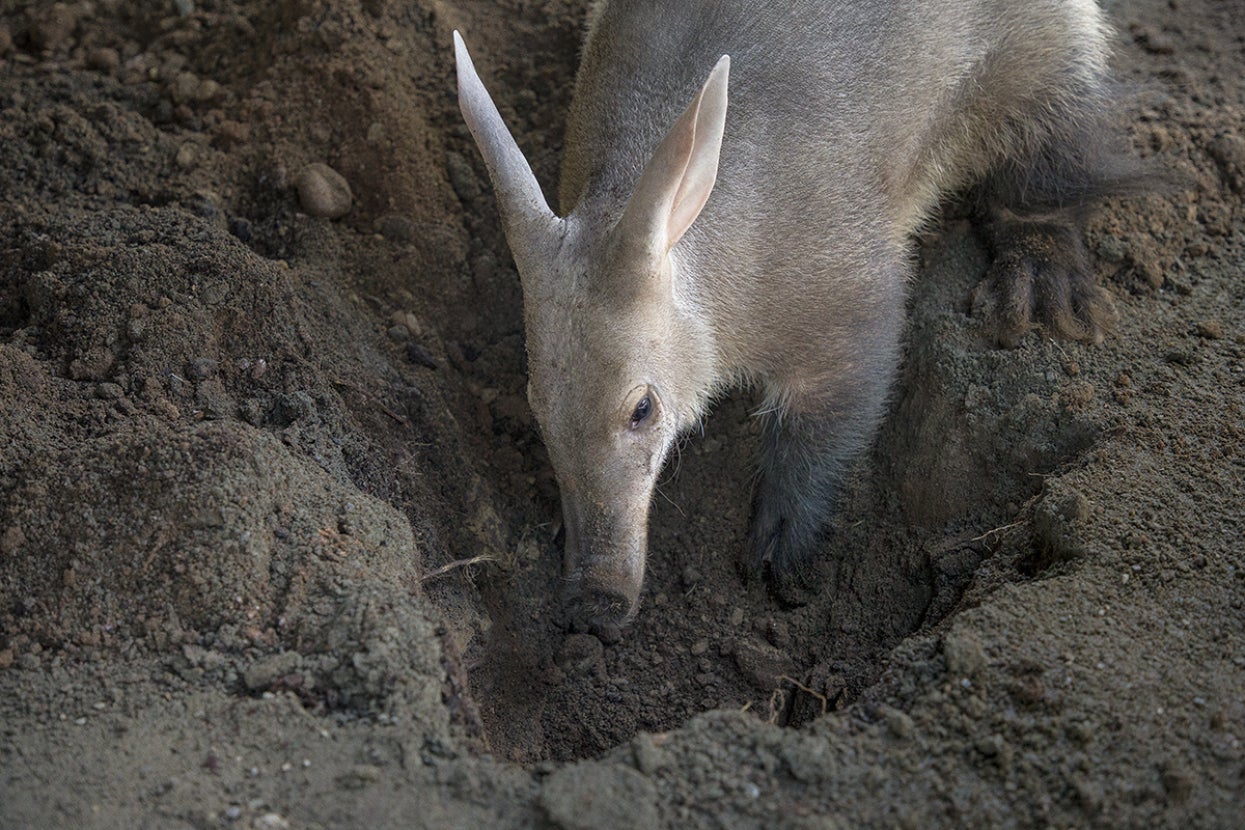 Aardvark digging