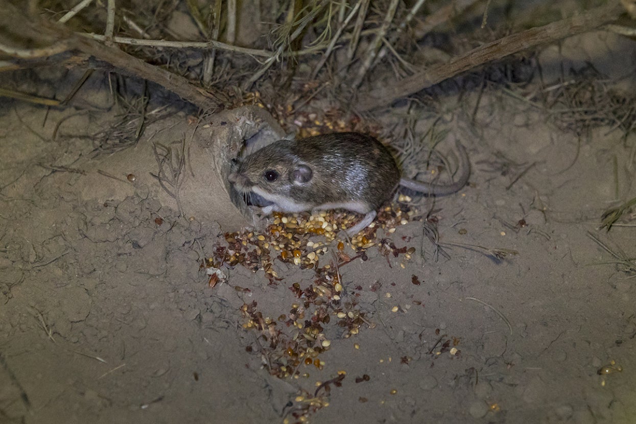 reintroduced Pacific pocket mouse outside of its burrow