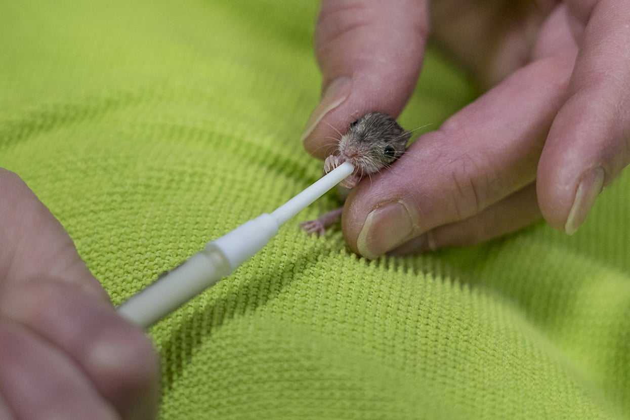 veterinary syringe feeding Pacific pocket mouse