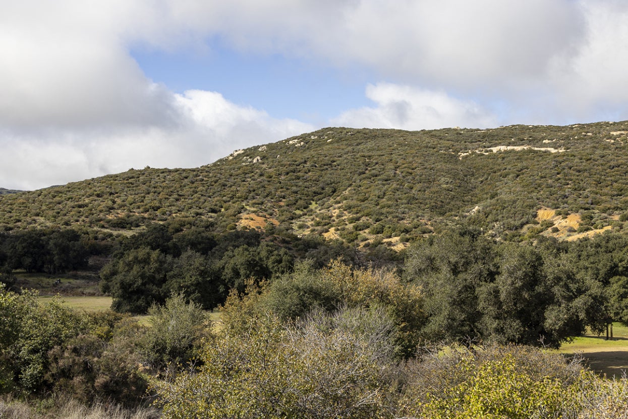 Samagatuma Ranch chaparral