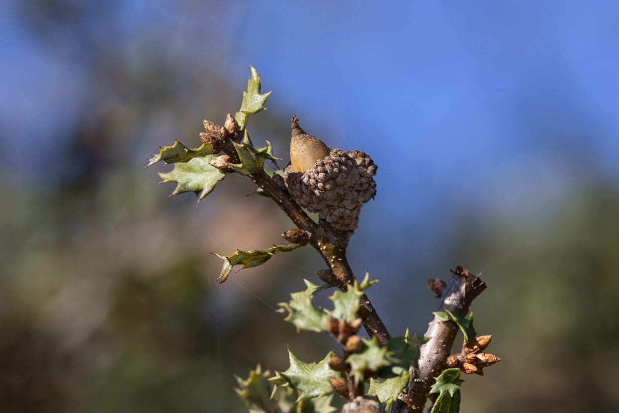 close up of Nuttall's scrub oak acorn
