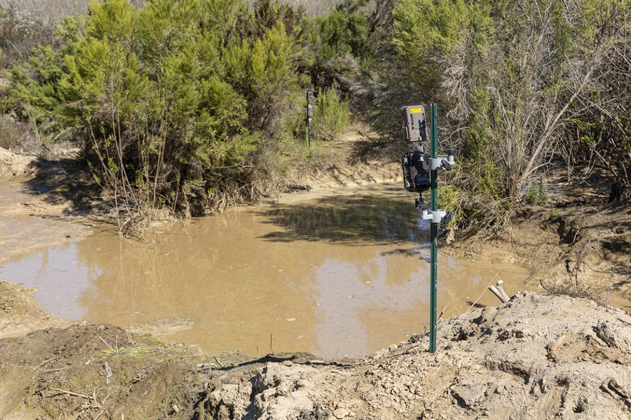 spadefoot conservation pond at the biodiversity reserve