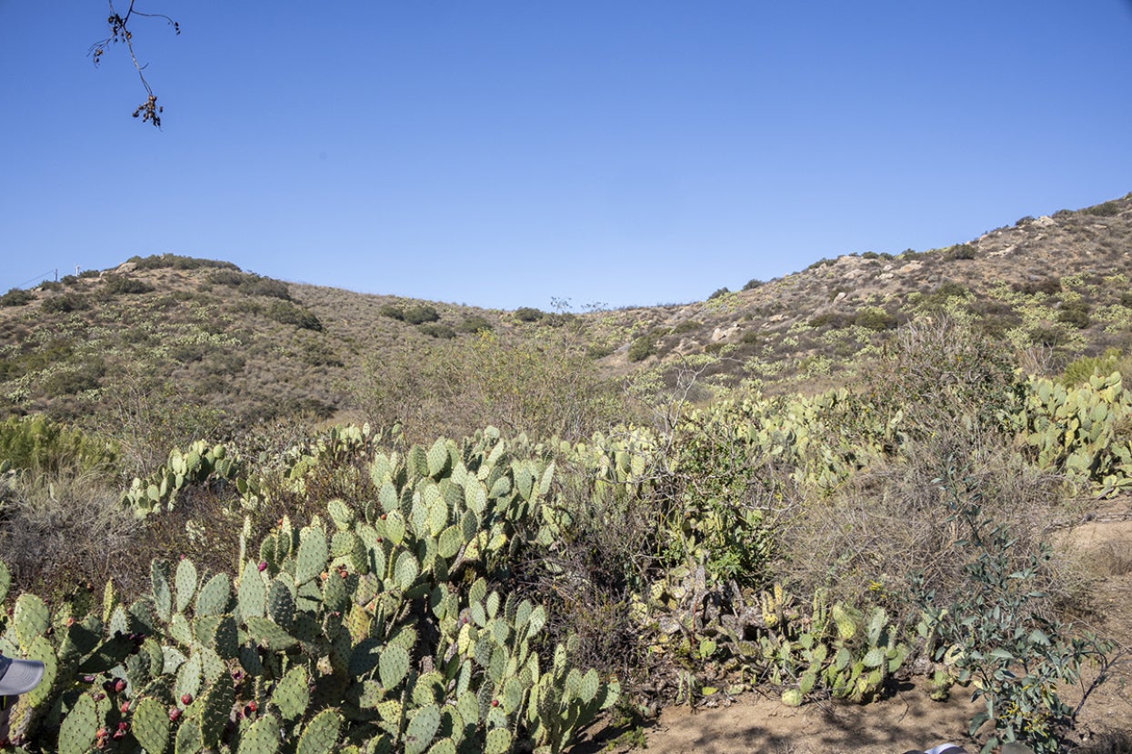cactus in the biodiversity reserve