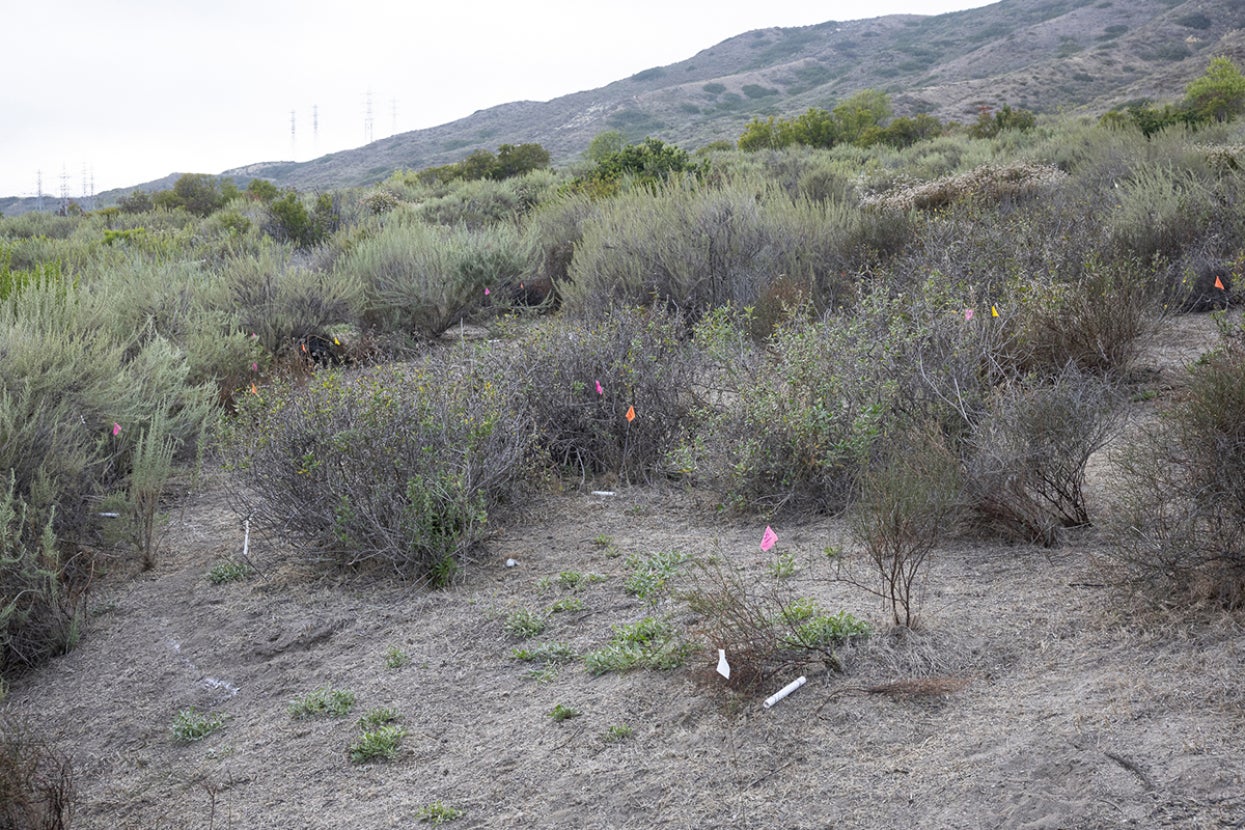 Camp Pendleton Pacific pocket mouse site
