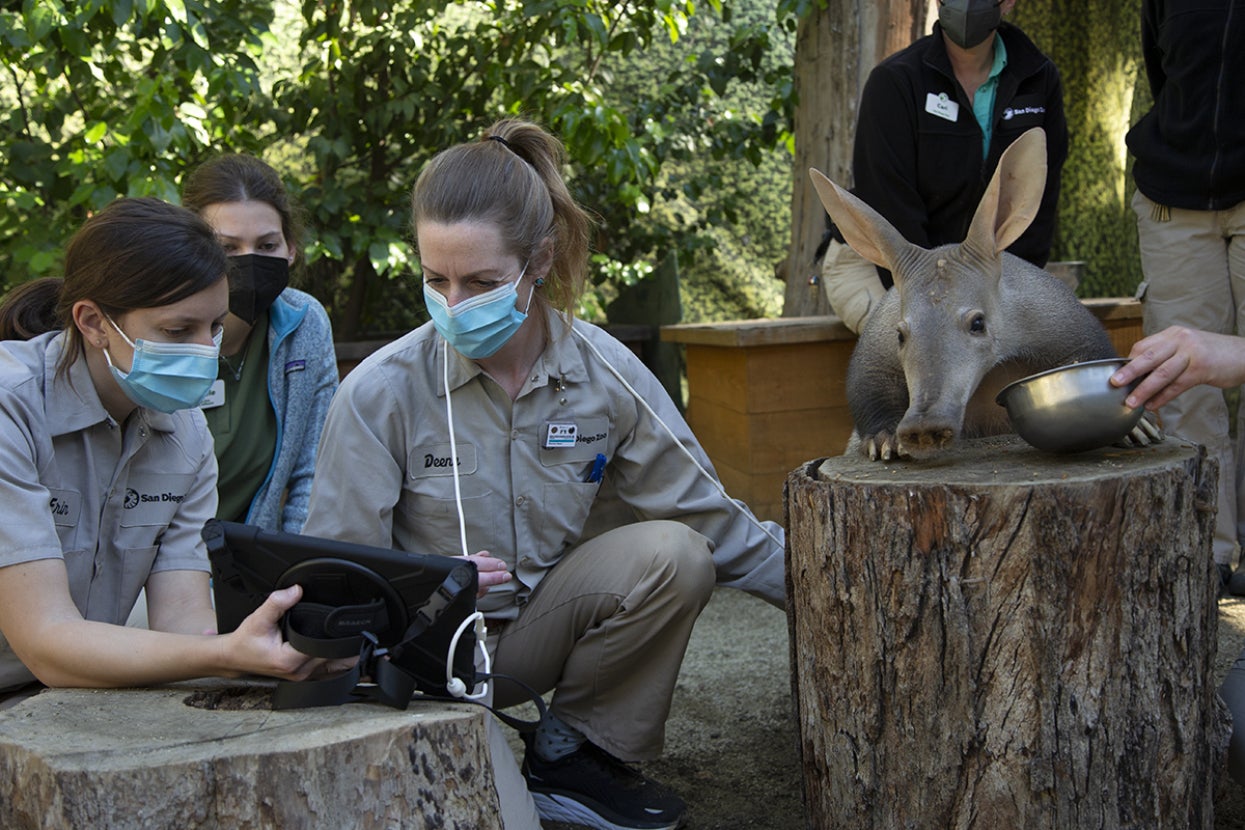 Veterinary team performs ultrasound on aardvark.