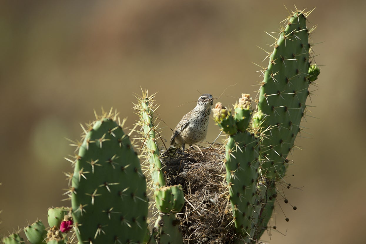 coastal cactus wren on nest in cactus