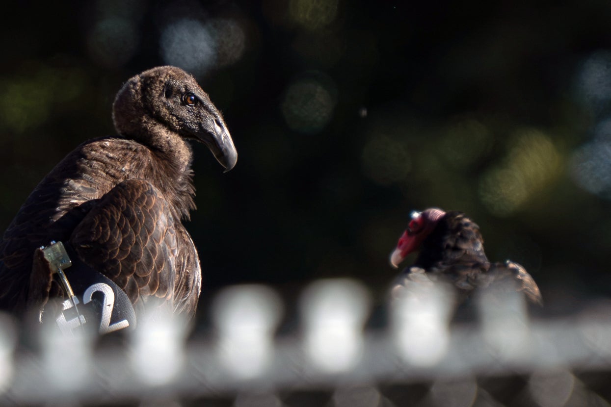 two california condors
