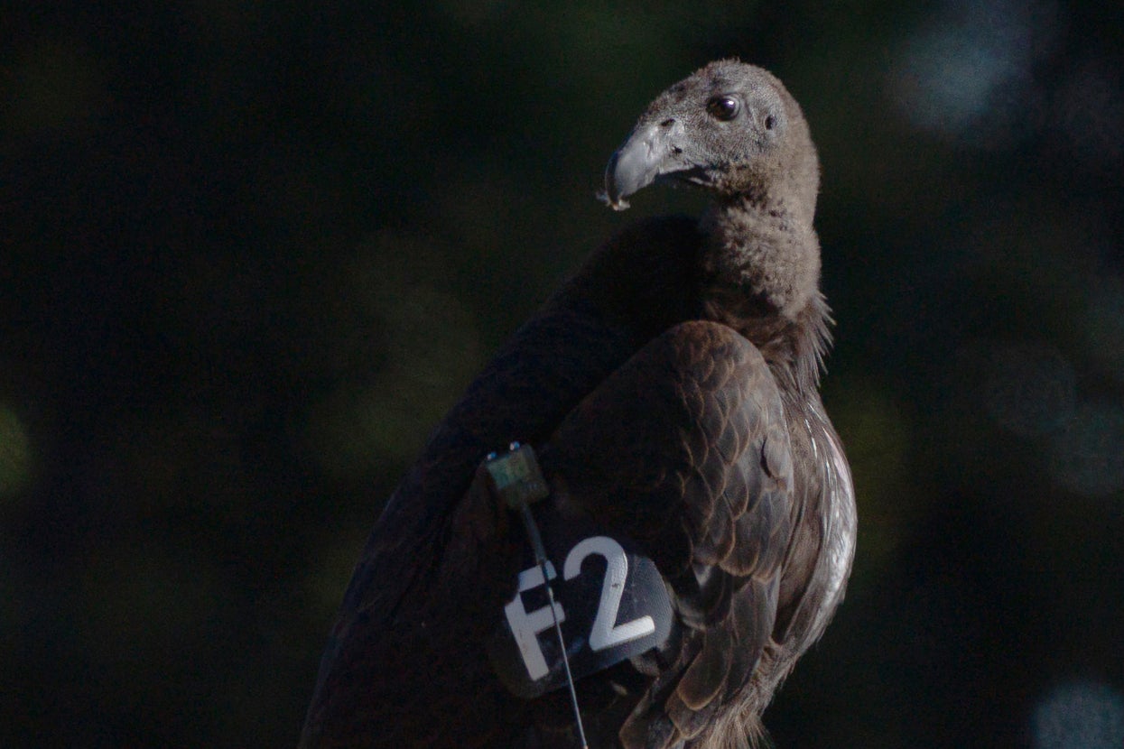 california condor looking back 