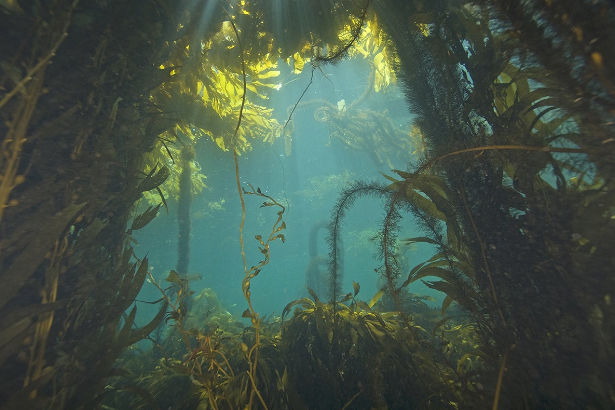 Kelp forest
