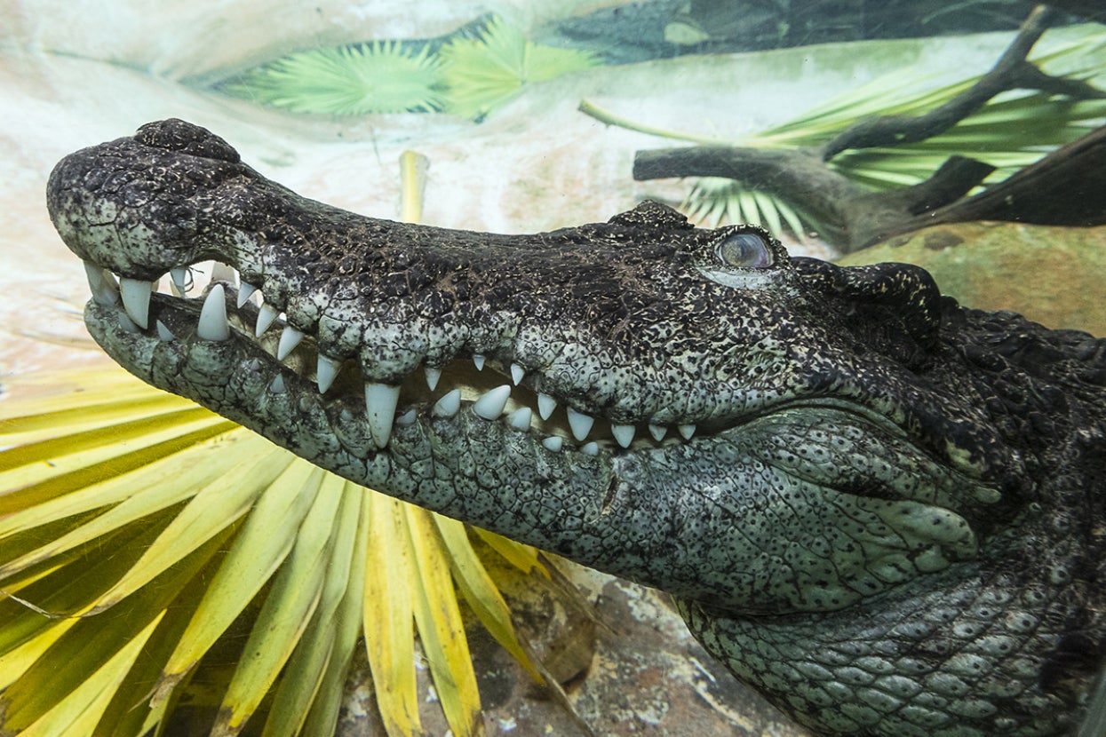 Siamese crocodile