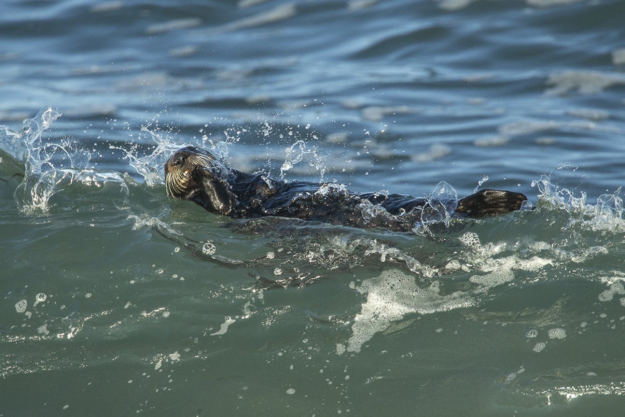 Sea otter