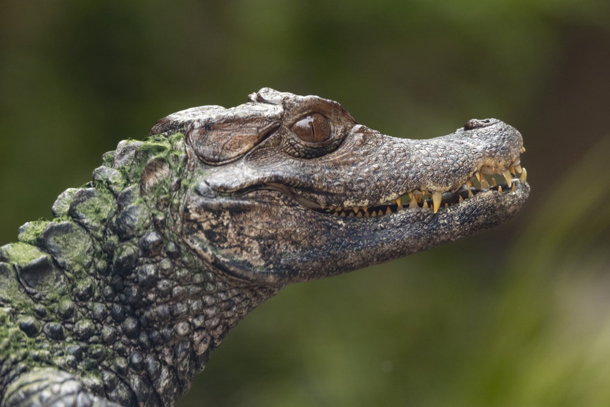 Cuvier's dwarf caiman