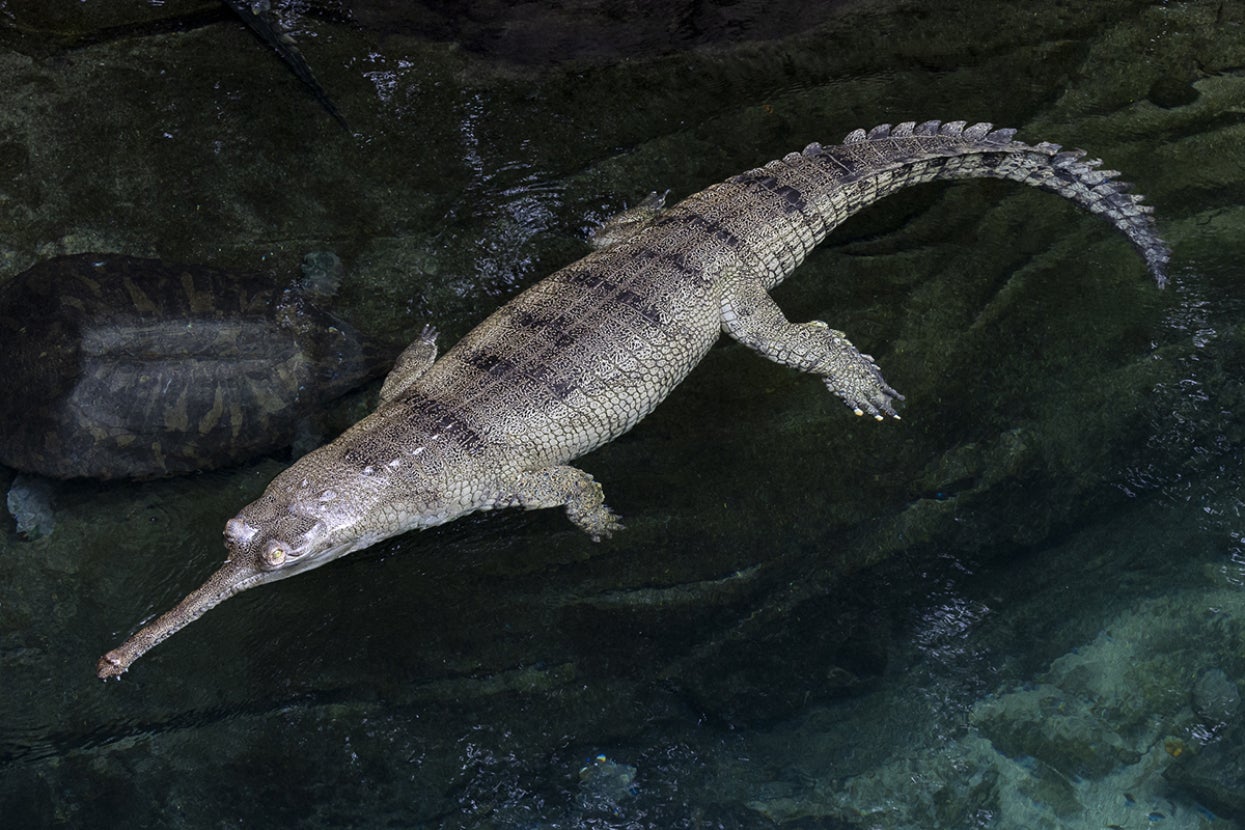 Gharial
