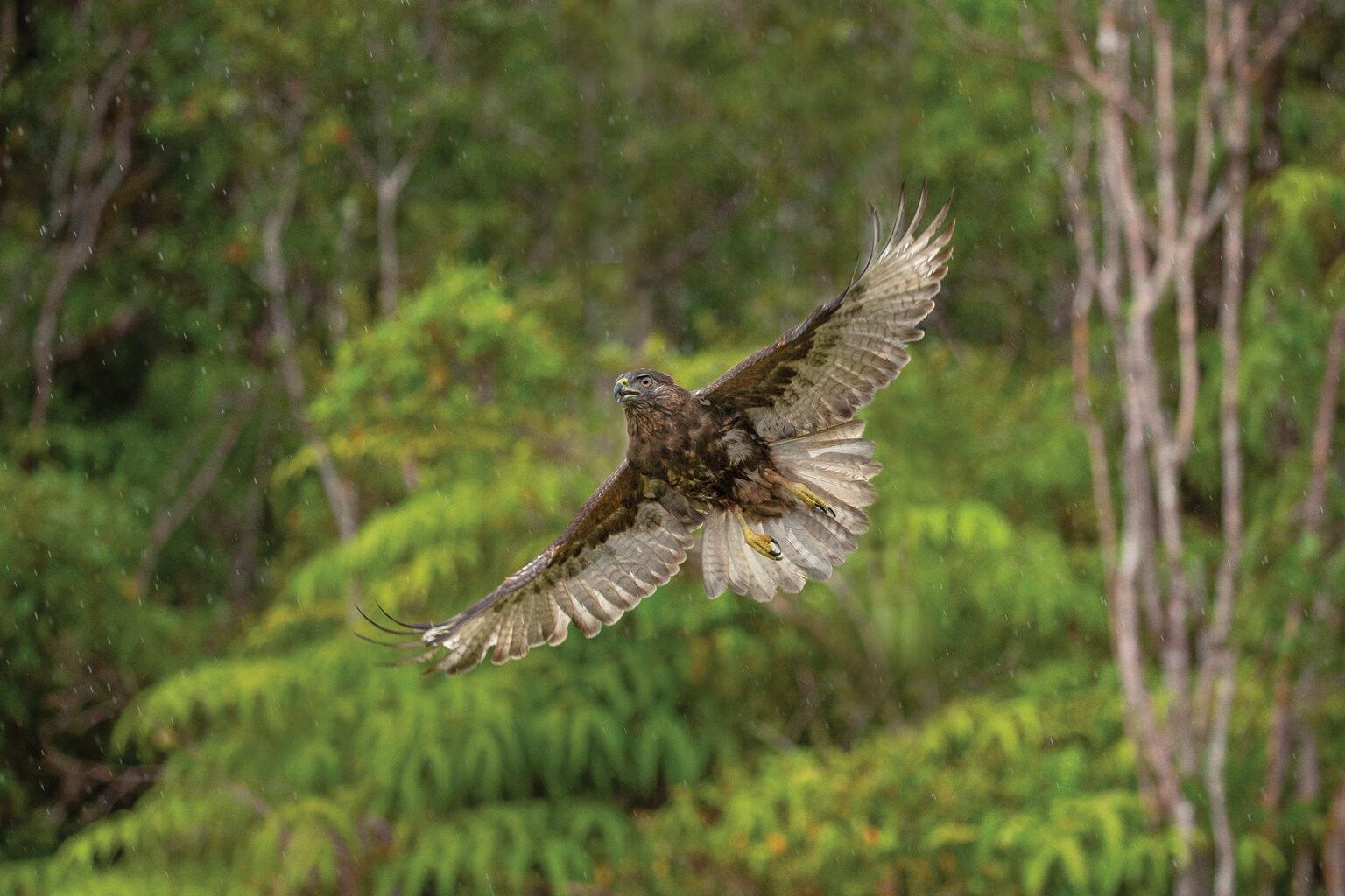 'io, or Hawaiian hawk