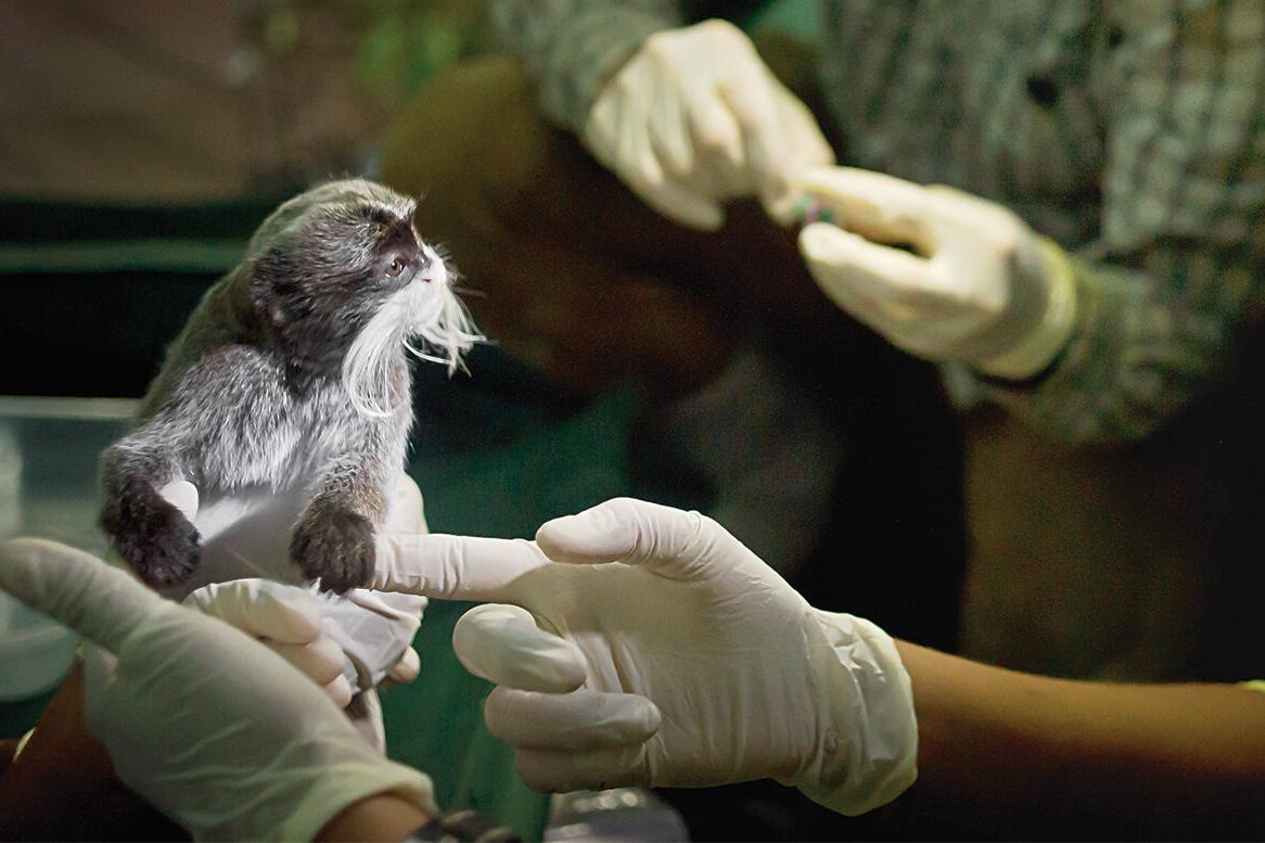 a veterinarian checking a bearded monkey