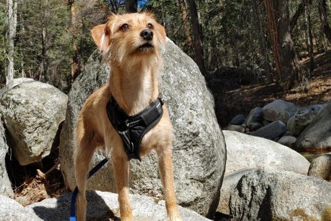 dog on rock looking onward