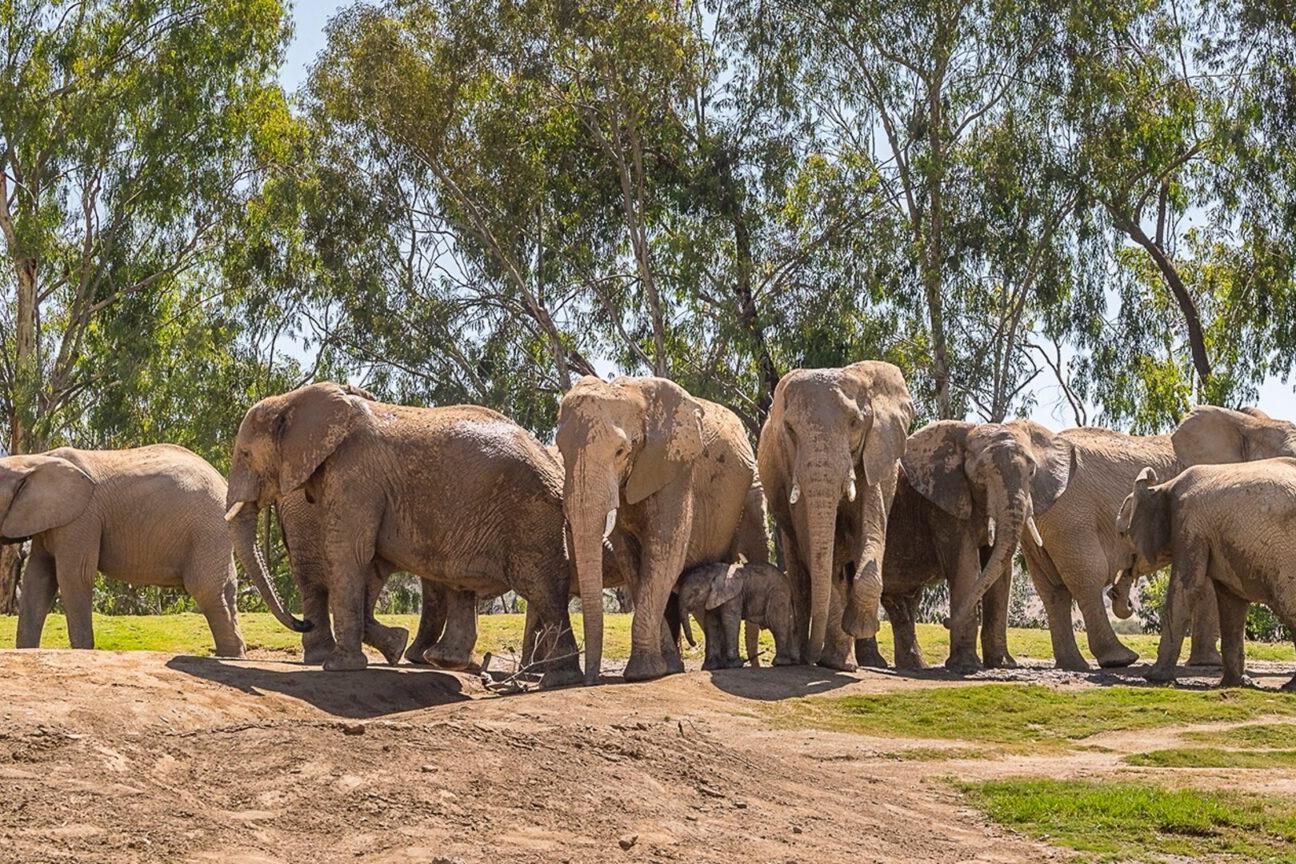 elephant herd