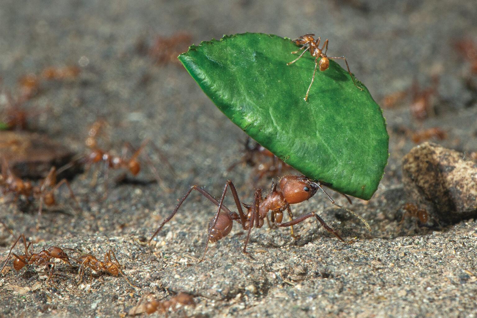 ant carrying leaf