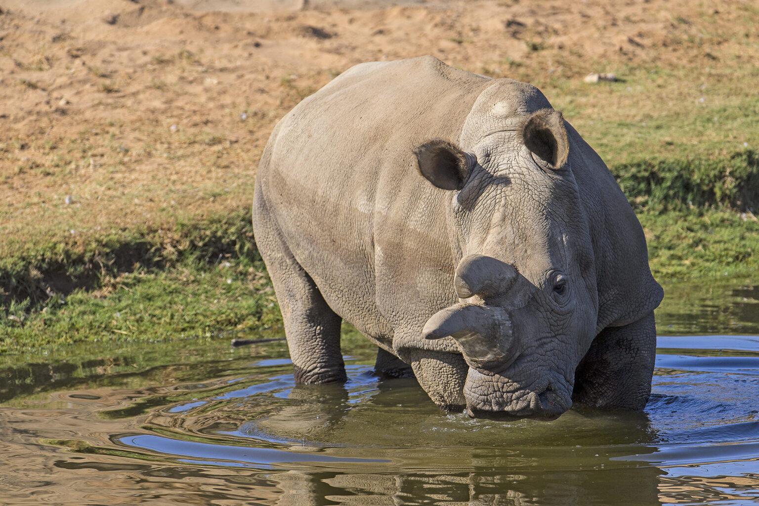 rhino in water