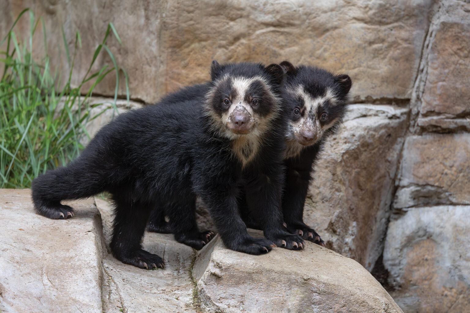 two Andean bear cubs