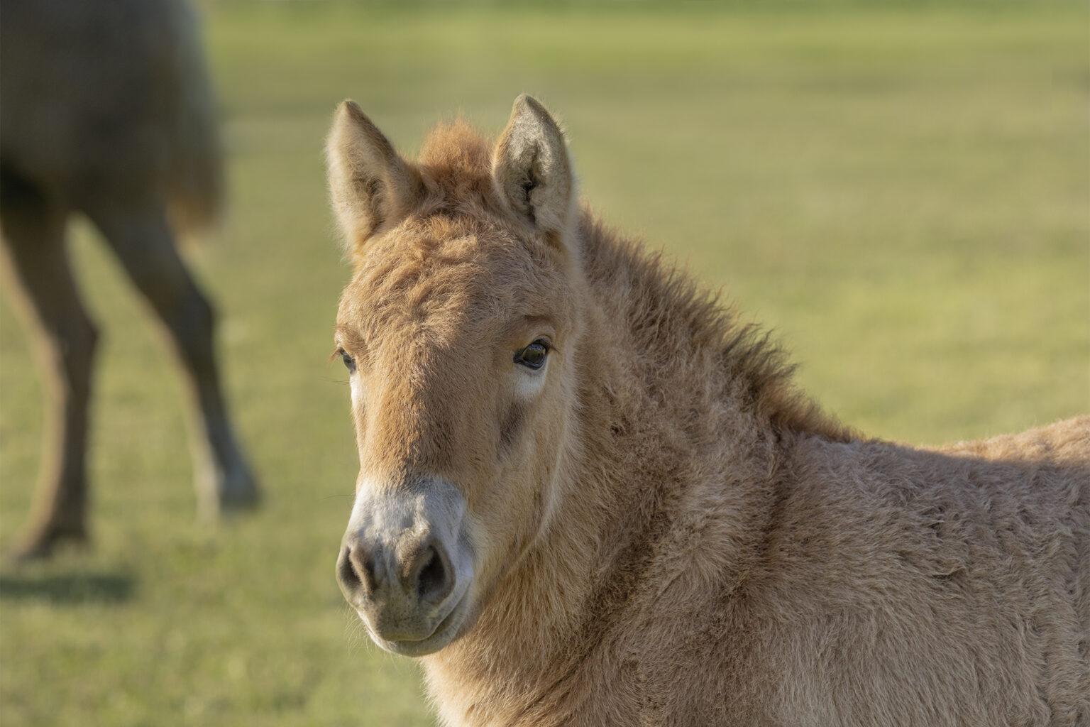 Przewalski’s horses